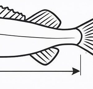 Промысловая мера рыб в Беларуси — таблица минимальных размеров рыбы